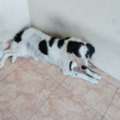 BHD 20,  Dog For Sale