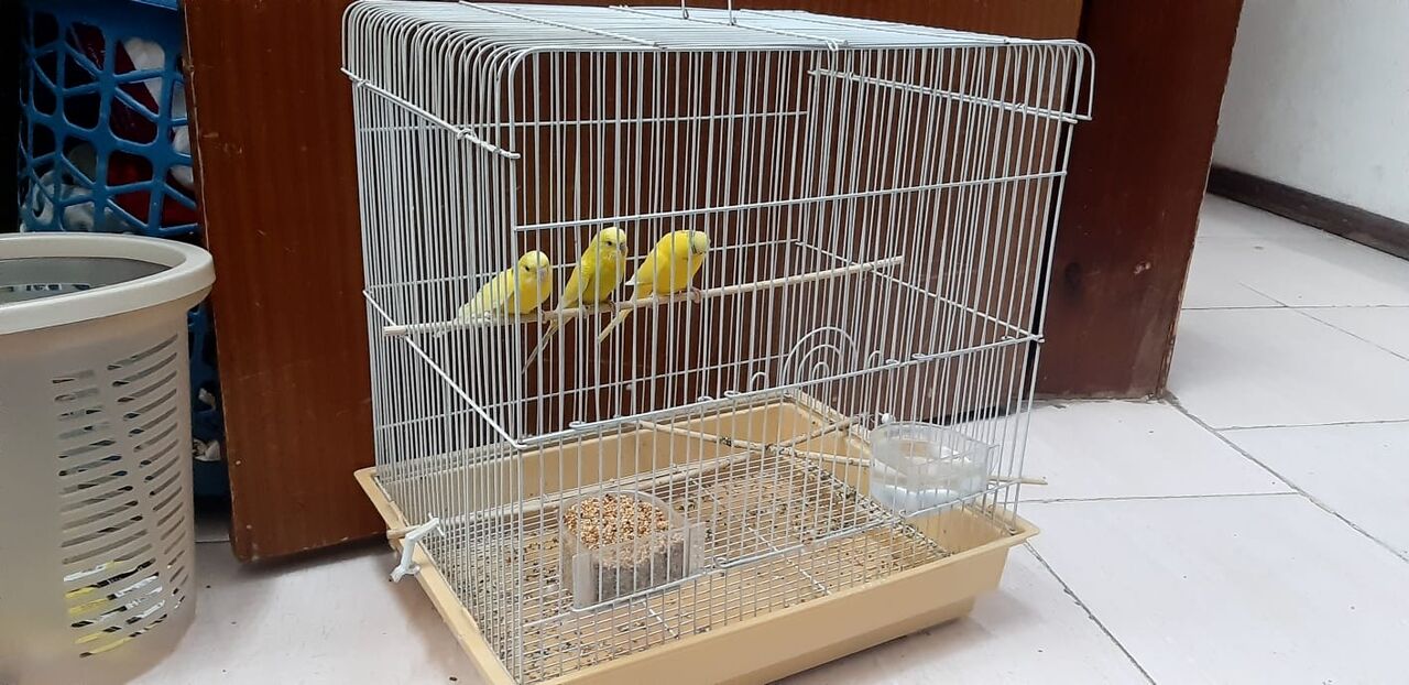 Al Khobar Al Shamalia, Pet Supplies, SAR 250,  3 Budgies With Big Cage , Accessories & Its Food