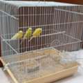 SAR 250,  3 Budgies With Big Cage , Accessories & Its Food