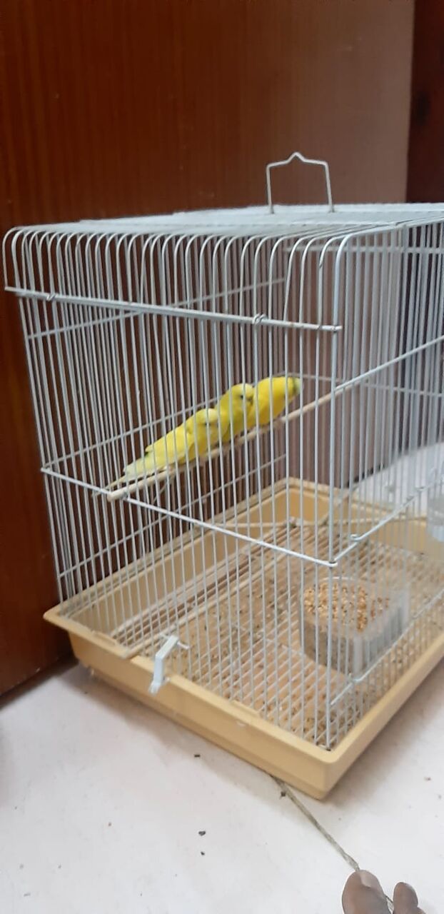 Al Khobar Al Shamalia, Pet Supplies, SAR 250,  3 Budgies With Big Cage , Accessories & Its Food