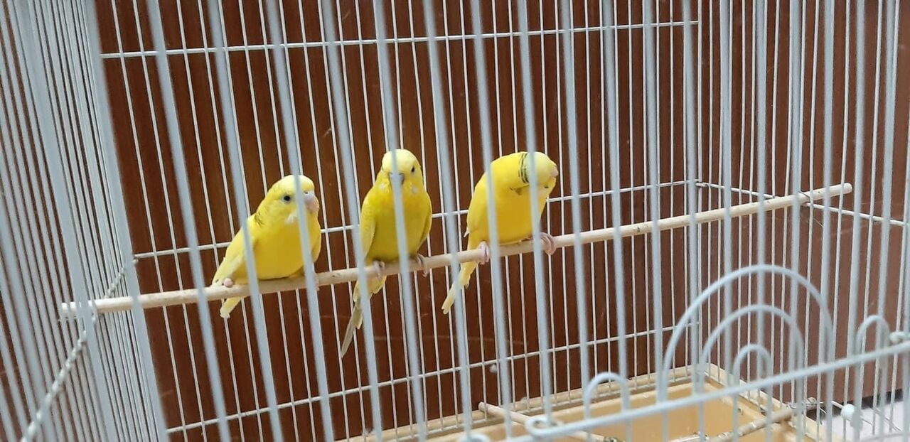 Al Khobar Al Shamalia, Pet Supplies, SAR 250,  3 Budgies With Big Cage , Accessories & Its Food