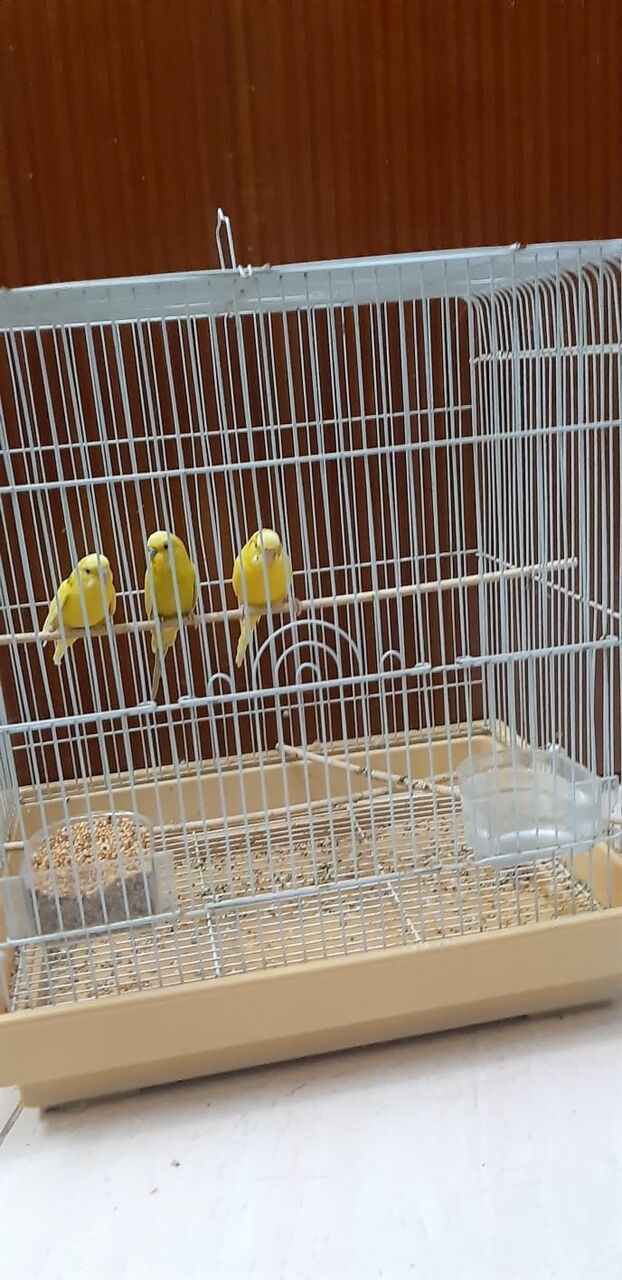 Al Khobar Al Shamalia, Pet Supplies, SAR 250,  3 Budgies With Big Cage , Accessories & Its Food