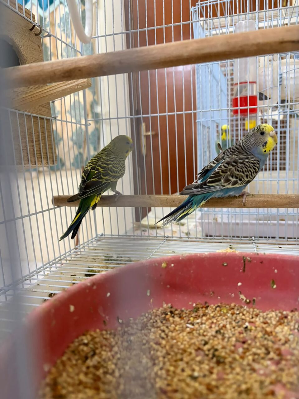 Madinat Al Ummal, Pet Supplies, SAR 200,  Birds For Sell 1 Pair Couple