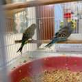 SAR 200,  Birds For Sell 1 Pair Couple