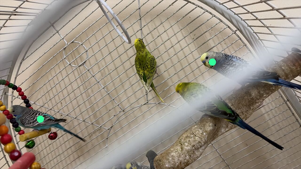 Madinat Al Ummal, Pet Supplies, SAR 250,  Colourful Birds 2 Pairs