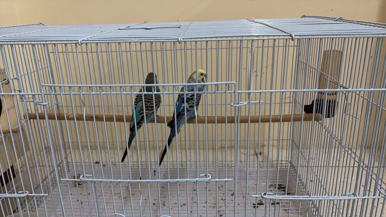 Madinat Al Ummal, Pet Supplies, SAR 250,  Colourful Birds 1 Pair