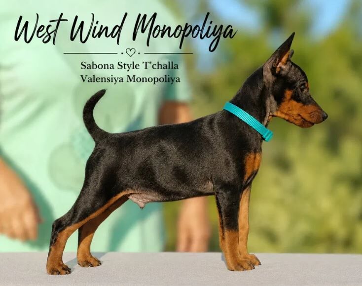 Kiev, Pet Adoption, Purebred Miniature Pinscher Puppies From Monopoliya Kennel (Ukraine)