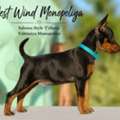 Purebred Miniature Pinscher Puppies From Monopoliya Kennel (Ukraine)