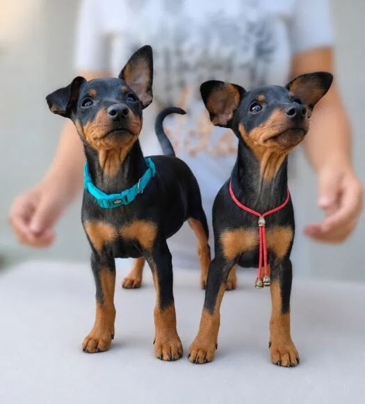 Kiev, Pet Adoption, Purebred Miniature Pinscher Puppies From Monopoliya Kennel (Ukraine)
