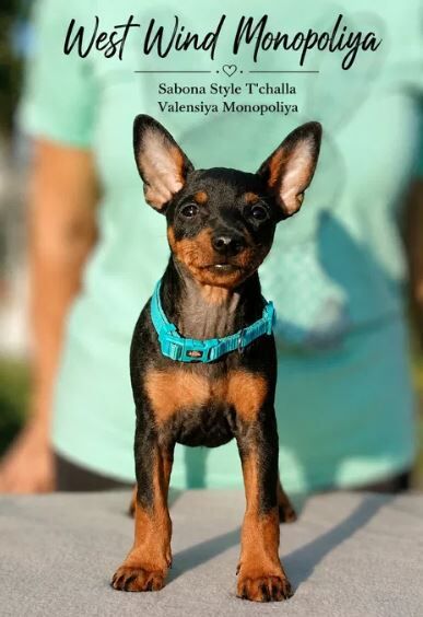 Kiev, Pet Adoption, Purebred Miniature Pinscher Puppies From Monopoliya Kennel (Ukraine)