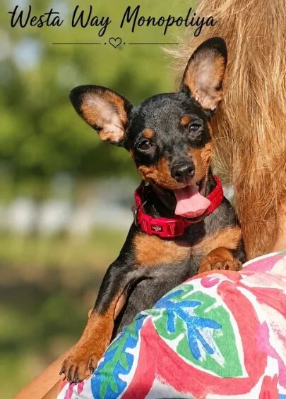 Kiev, Pet Adoption, Purebred Miniature Pinscher Puppies From Monopoliya Kennel (Ukraine)