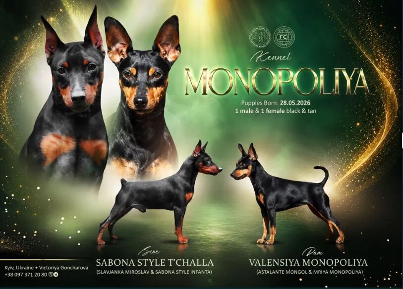 Kiev, Pet Adoption, Purebred Miniature Pinscher Puppies From Monopoliya Kennel (Ukraine)