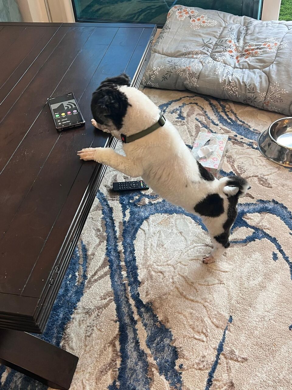 Juffair, Pet Supplies, BHD 40,  Beautiful & Friendly Male Shih Tzu For Adoption