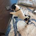 BHD 40,  Beautiful & Friendly Male Shih Tzu For Adoption