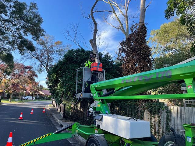 Sydney, Farm/Garden, Uppercut Tree Services