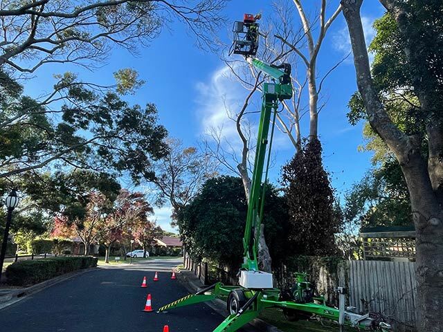 Sydney, Farm/Garden, Uppercut Tree Services