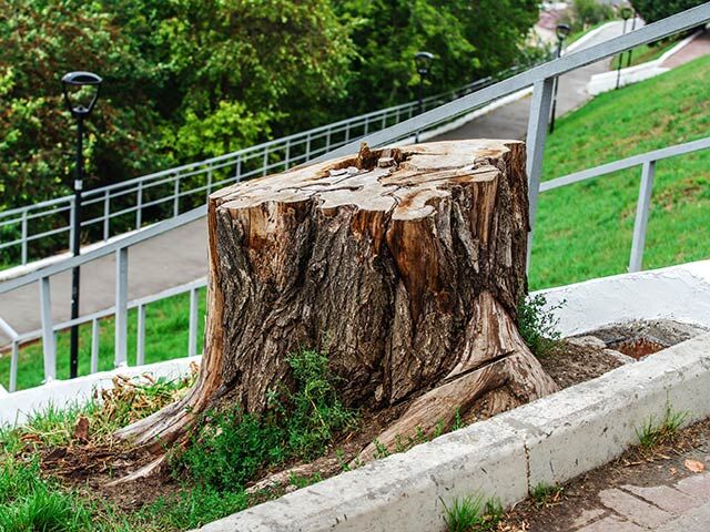 Sydney, Farm/Garden, Uppercut Tree Services