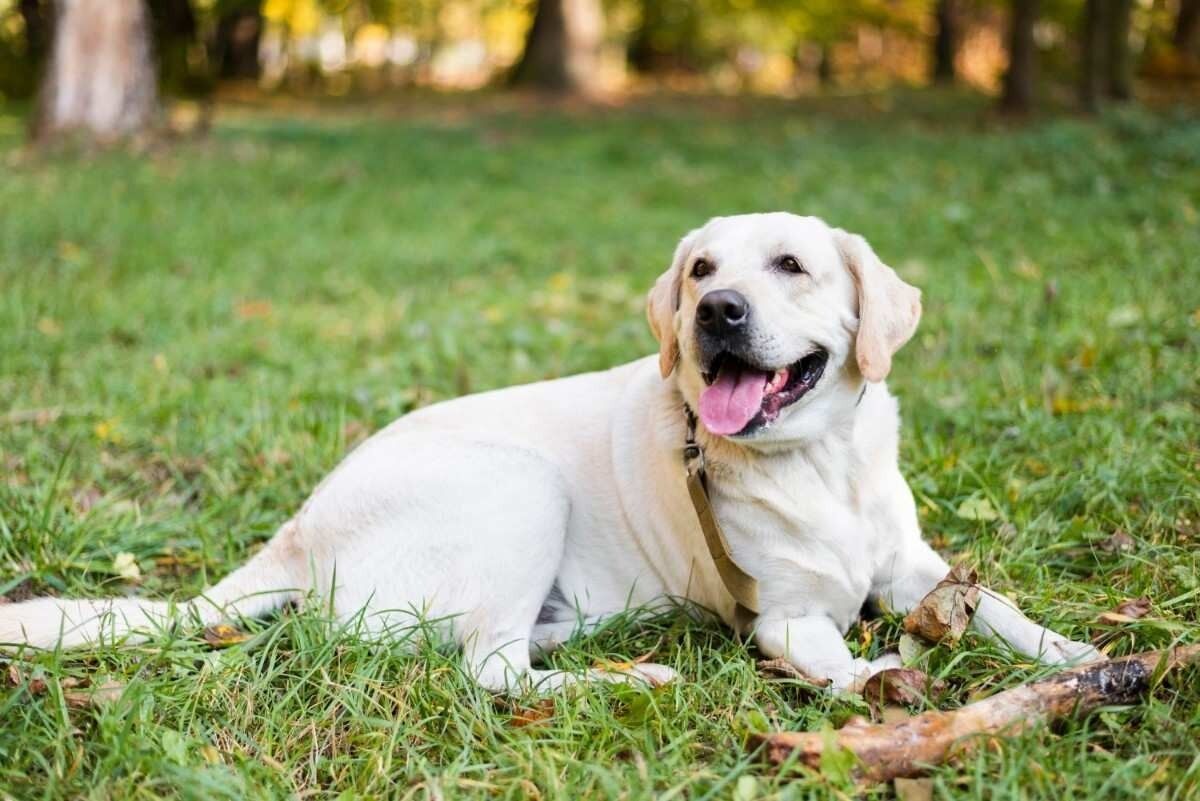 New York, Health, Pet Internal Medicine In Oxford, MS | Oxford Veterinary Clinic