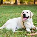 Pet Internal Medicine In Oxford, MS | Oxford Veterinary Clinic