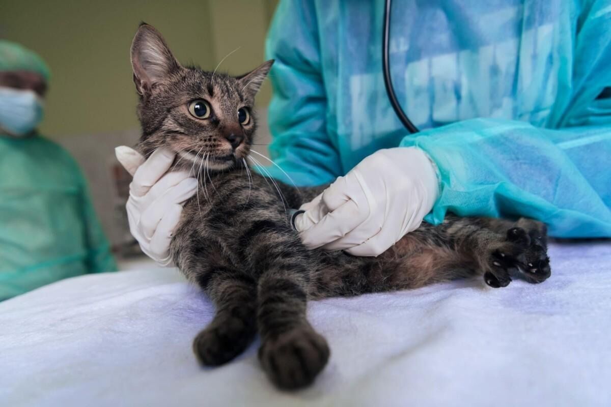 New York, Health, Pet Internal Medicine In Oxford, MS | Oxford Veterinary Clinic