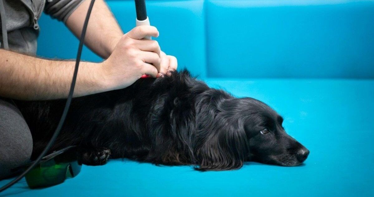 New York, Health, Pet Internal Medicine In Oxford, MS | Oxford Veterinary Clinic