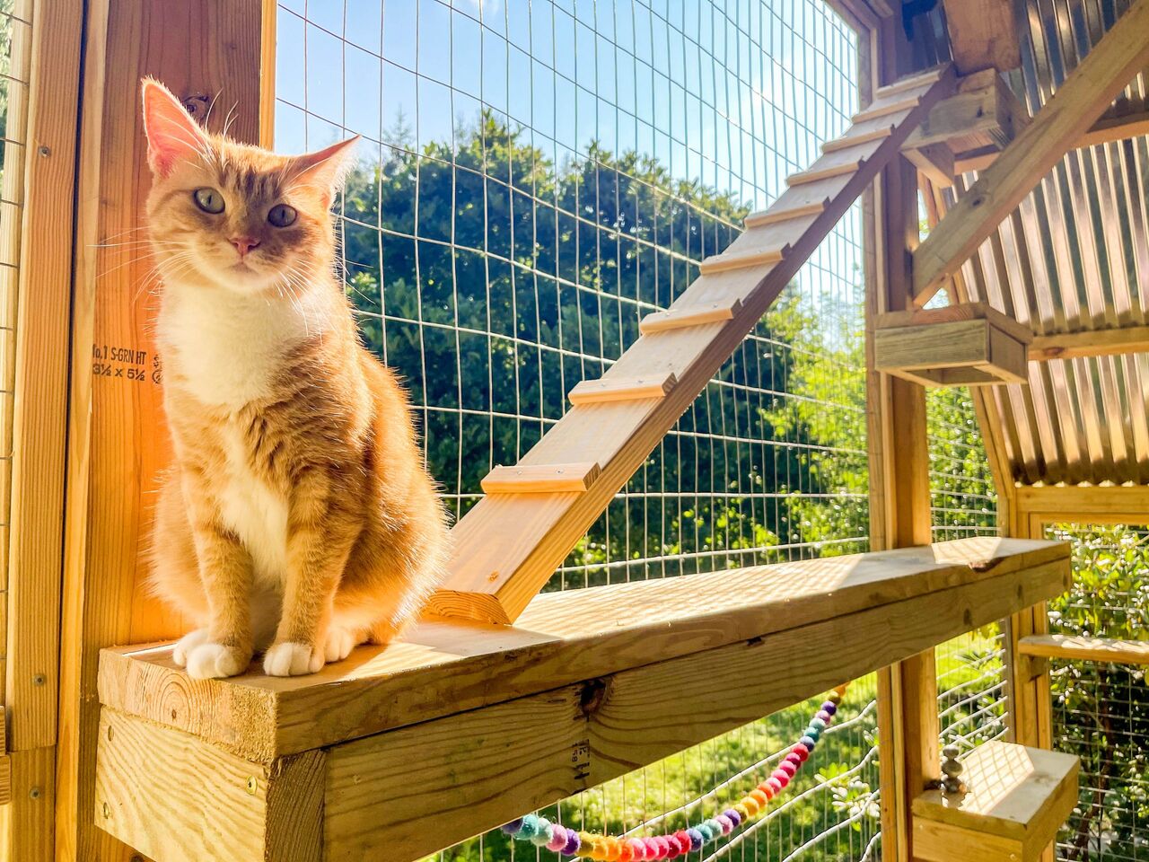 Bangalore, Pet Sitting, Cat Catio Design &ndash; Get Yours Today