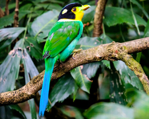 Mumbai, Travel, Best Resort In Jim Corbett For Jungle Safari Stays