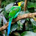 Best Resort In Jim Corbett For Jungle Safari Stays