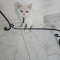Sr 250,  Persian Cat Want To Sale White Color With Vacine