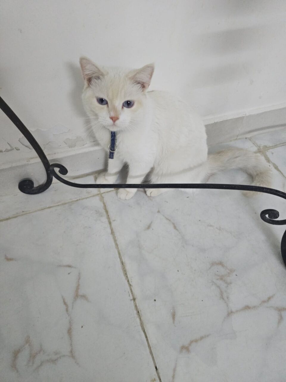 Jeddah, Pet Supplies, Sr 250,  Persian Cat Want To Sale White Color With Vacine