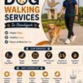 Dog Walking Services In Chandigarh