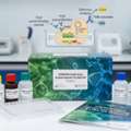 Canine Beta NGF ELISA Kit 96T