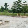 INR 15999,  220 Sq. Yard,  Hmda & Rera Approved Open Plots For Sale Near Kalwakole Maheshwaram