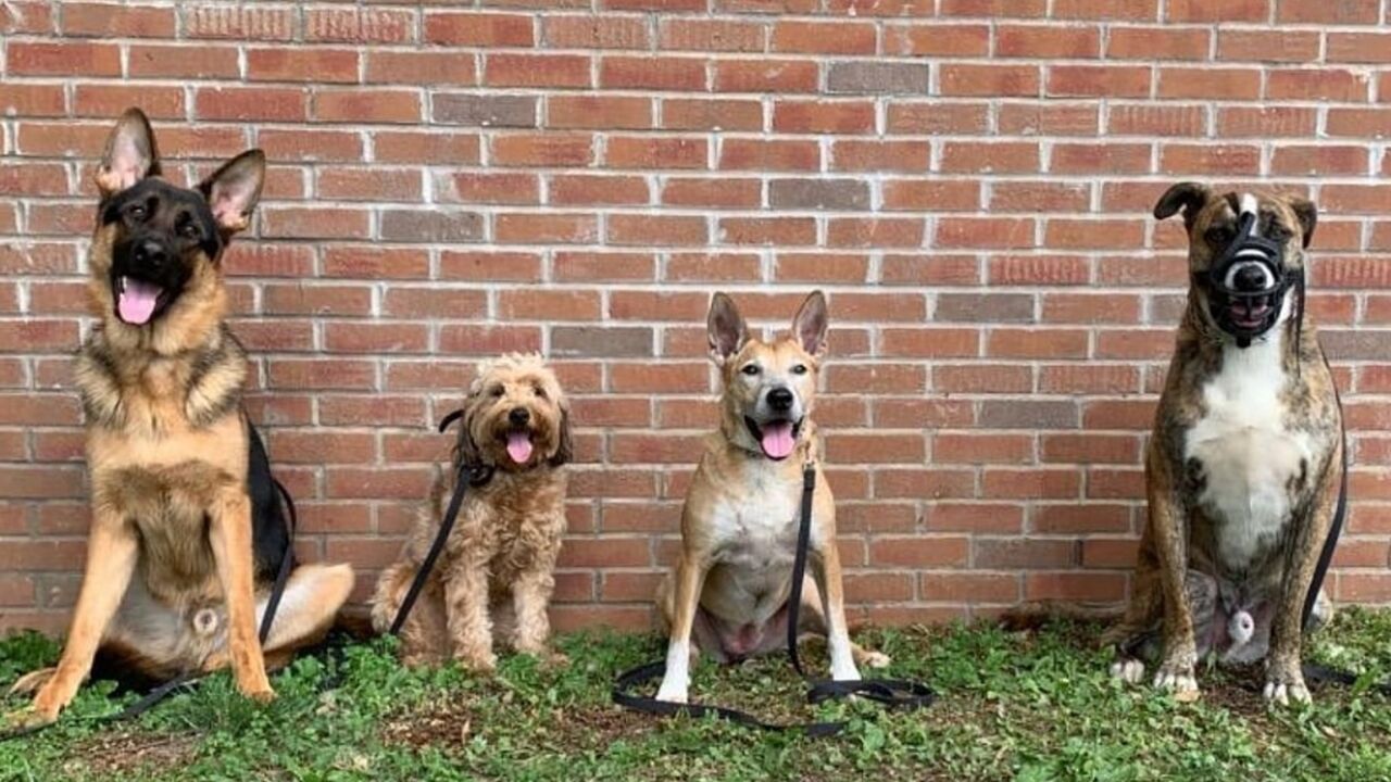 New York, Training, Dog Obedience Training Westchester NY