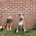 Dog Obedience Training Westchester NY