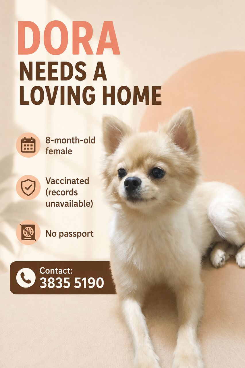 Manama, Pet Supplies, Female Dog For Adoption