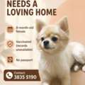 Female Dog For Adoption