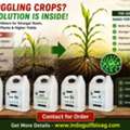 Plants Lacking Essential Nutrients? Improve Nutrient Availability With Nano Fertilizers