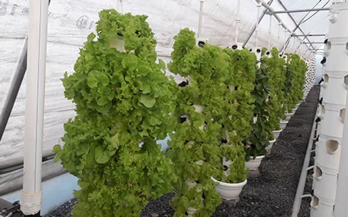 Dubai, Business, Hydroponic Farming Setup Dubai: A Modern Approach To Sustainable Agriculture