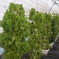 Hydroponic Farming Setup Dubai: A Modern Approach To Sustainable Agriculture