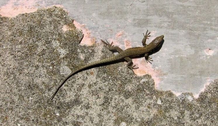Karachi, Pest Control, Lizard Control