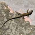 Lizard Control