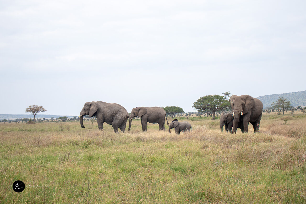 San Francisco, Travel, Kenya Safari Bookings &ndash; Plan Your African Wildlife Adventure