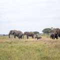 Kenya Safari Bookings &ndash; Plan Your African Wildlife Adventure