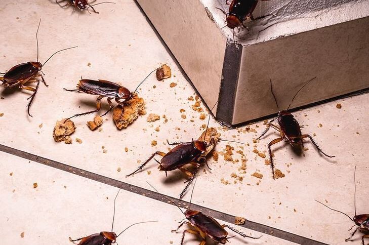 Karachi, Pest Control, Pest Control For Cockroaches