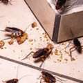 Pest Control For Cockroaches
