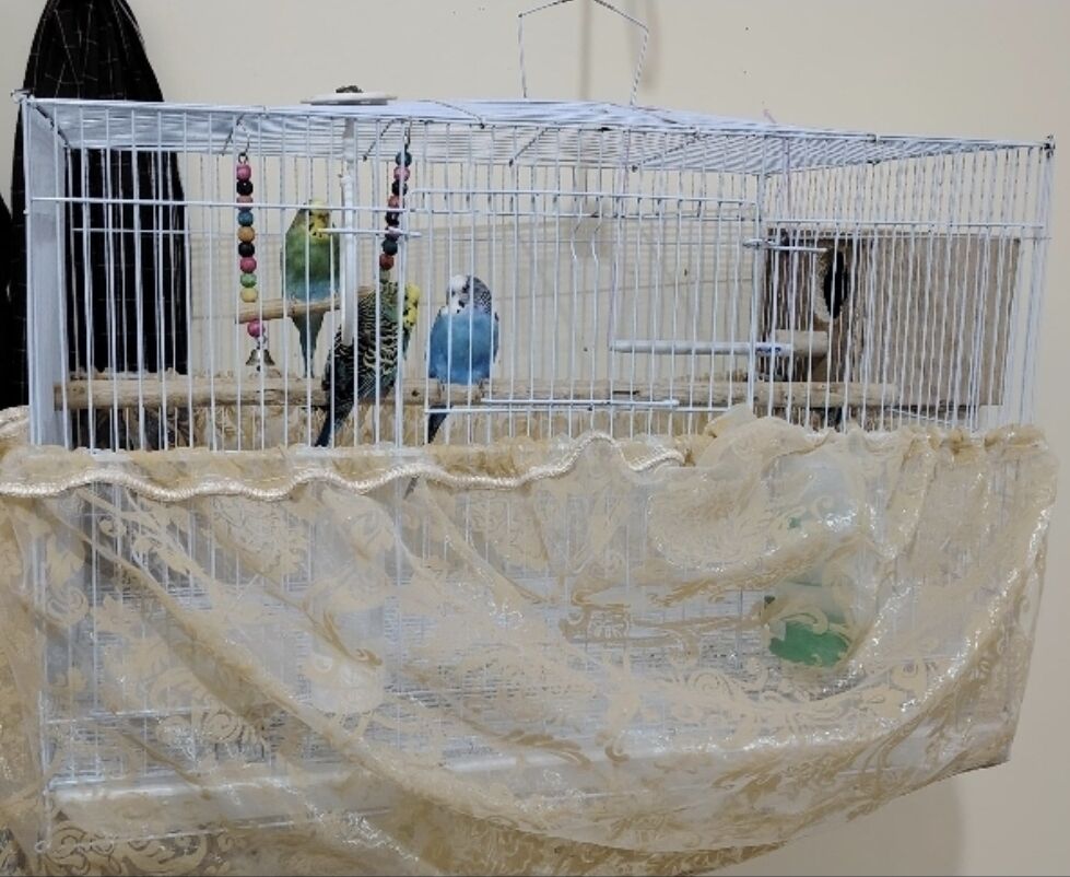 Rabigh, Pet Supplies, SAR 1,  Budgies For Sales With Full Setup