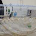 SAR 1,  Budgies For Sales With Full Setup