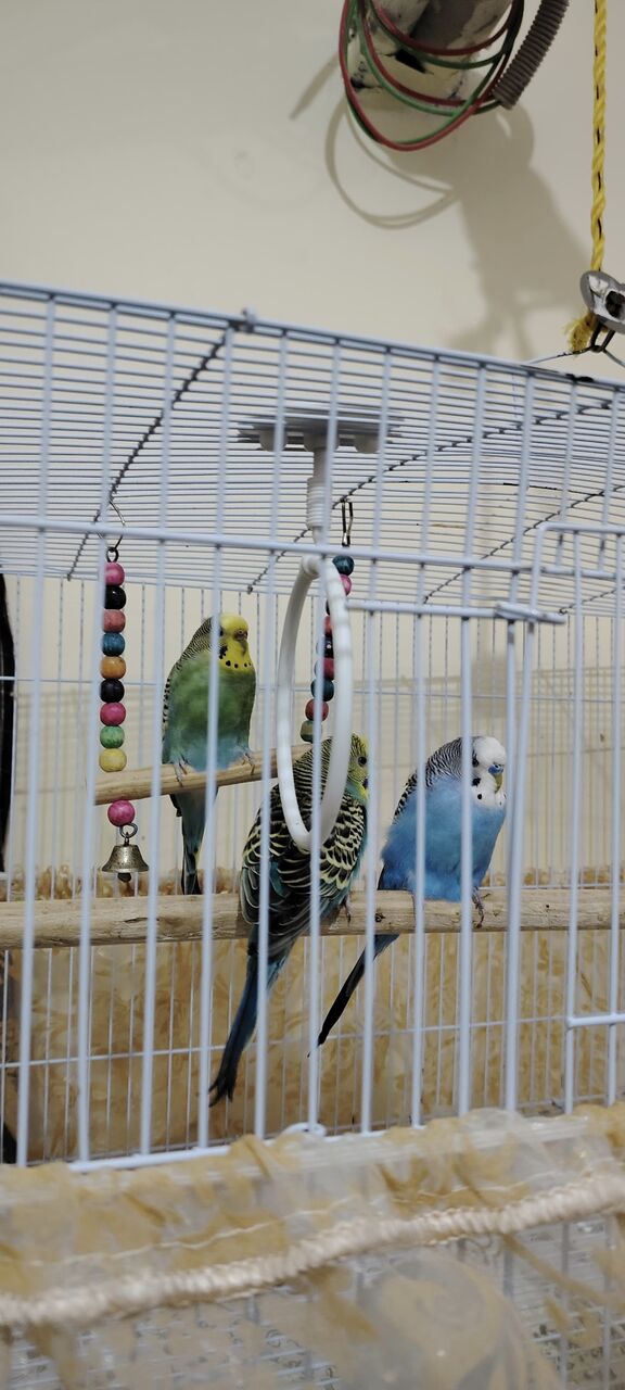Rabigh, Pet Supplies, SAR 1,  Budgies For Sales With Full Setup