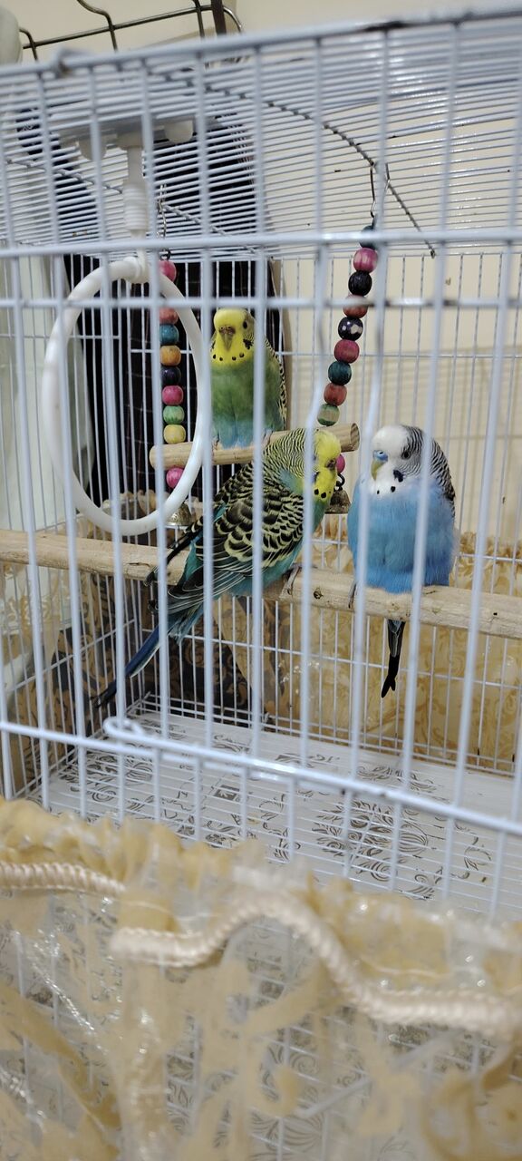 Rabigh, Pet Supplies, SAR 1,  Budgies For Sales With Full Setup